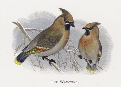 The Wax-wing by Alexander Francis Lydon